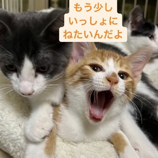甘えん坊の可愛い三兄弟
