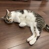の写真