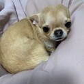 スムースチワワ募集