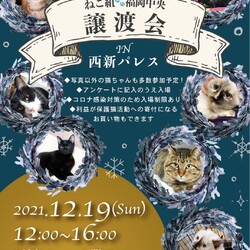 ねこ組福岡中央譲渡会（予約不要）