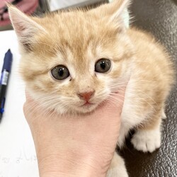 『Terra里親会猫部』