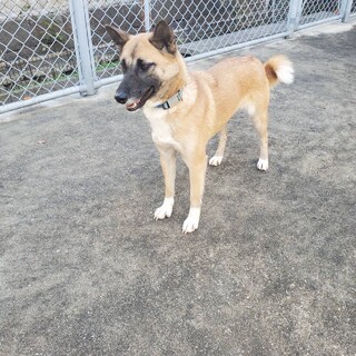 持込収容！若い臆病ちゃんが助けを待ってます【県外可