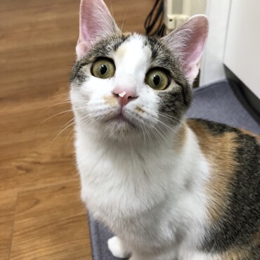 卵の殻をつけていた笑
