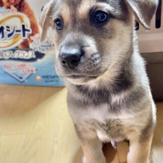 トライアル決定かわいい男の子です