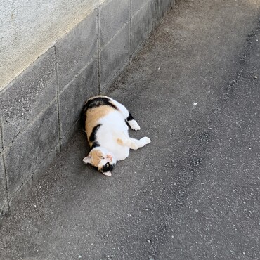 ママ。最近太りました。