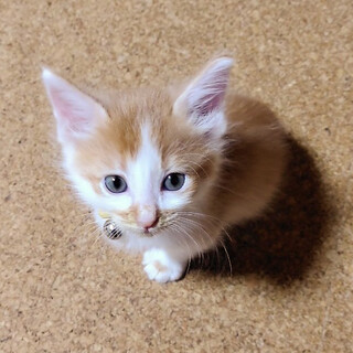 募集停止❤️茶白ハチワレ男子さちほ