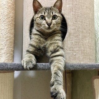 人馴れ訓練の真っ最中♡ダフネちゃん