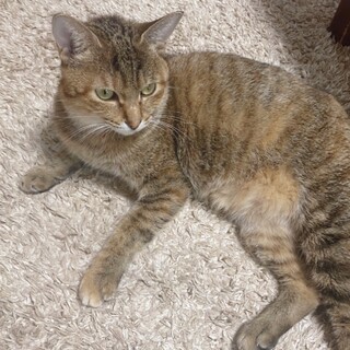 ネコ初心者の方も安心！人馴れ抜群の麦わらの女の子♡