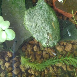 「メダカ日記㉑」サムネイル2