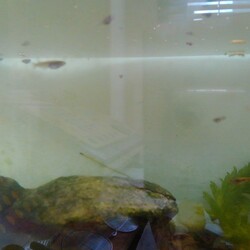 「メダカ日記㉑」サムネイル3