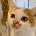 ほわっと穏やか超甘えん坊の白茶のカル君