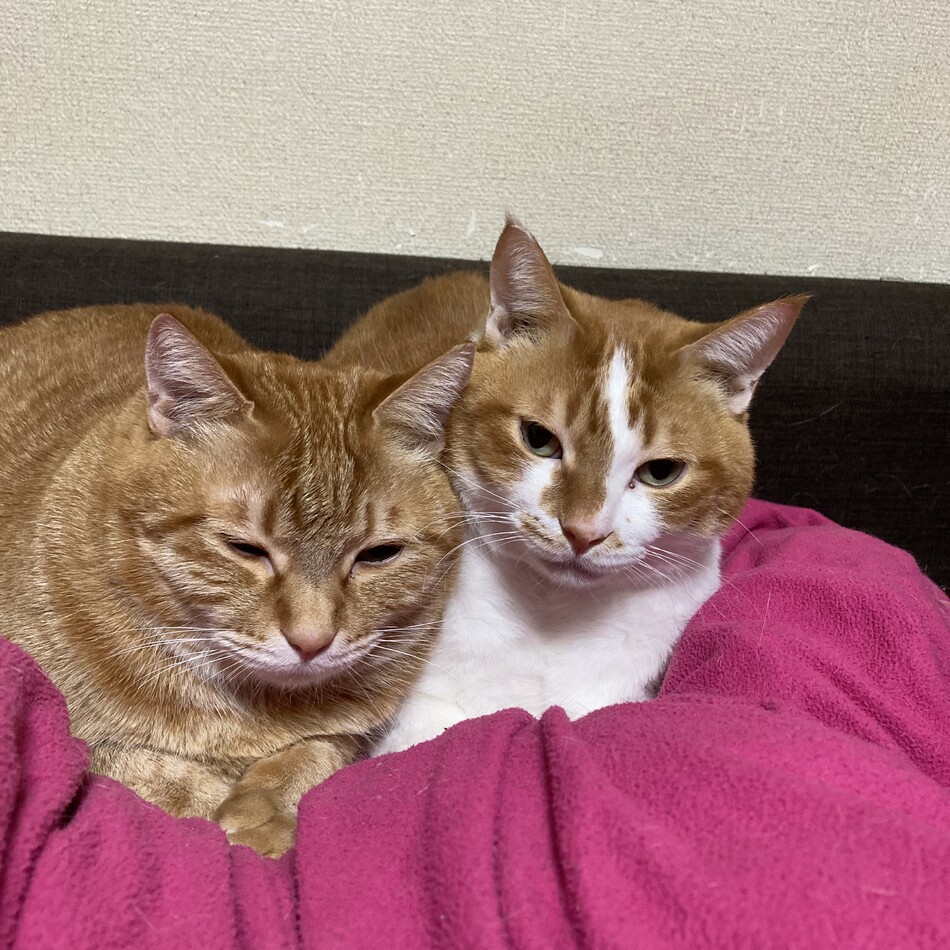 スナくん(スー､スーさん)のカバー写真