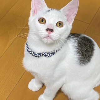 動画観て下さい❗️お歌の合いの手入れれます♡