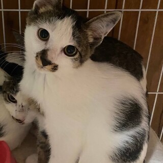 お鼻の柄がチャームポイント♡三兄弟とママ