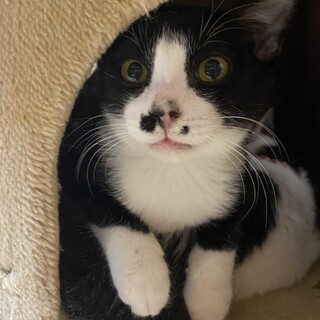 可愛いハチワレ兄妹♡人馴れ抜群です！