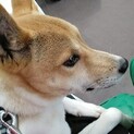 推定１歳未満 10キロ 人慣れしてる男の子