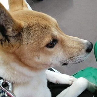 推定１歳未満 10キロ 人慣れしてる男の子