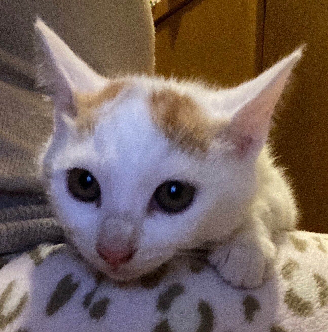 元気いっぱい 可愛い子猫です 富山県 猫の里親募集 ペットのおうち 月間利用者150万人 元気いっぱい 可愛い子猫です 富山県 猫の里親募集 ペットのおうち 月間利用者150万人