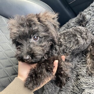 トイプードル5ヶ月の男の子