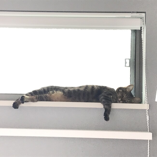 にゃむーこのカバー写真