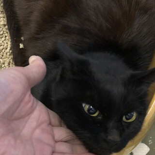 センターにて来訪者に譲渡されました