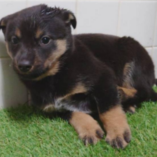 譲渡されました。