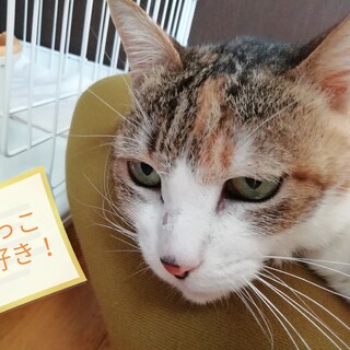 もっともっと甘えさせてほしい「ミミ」