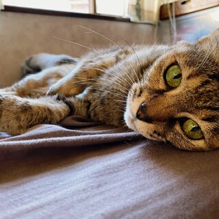 愛情独り占めしたい「チコラータ」