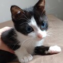 カワイイ月ちゃん2匹一緒にお願いします❗️
