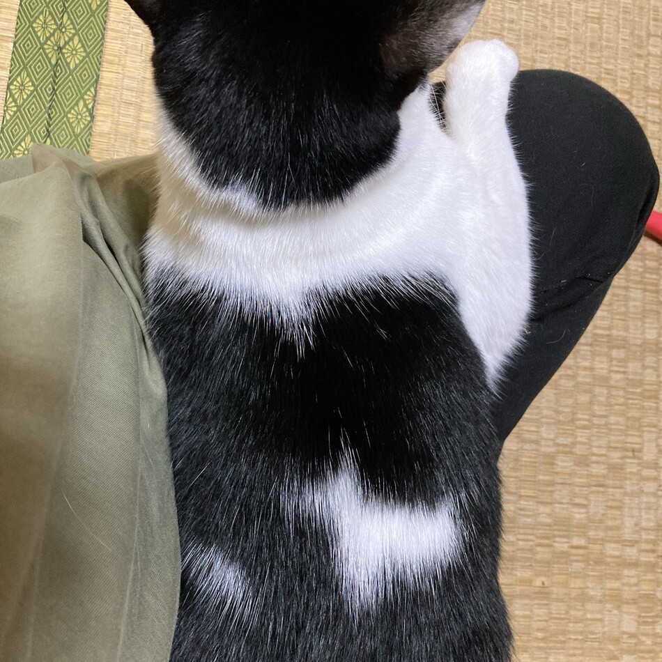 たまのカバー写真