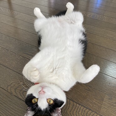 お腹見せてのんびり〜