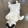お腹見せてのんびり〜