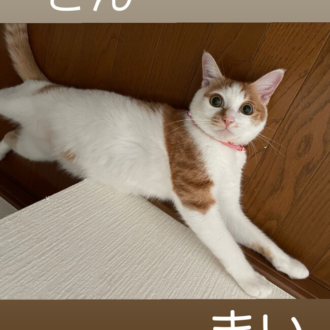 幸おばのカバー写真
