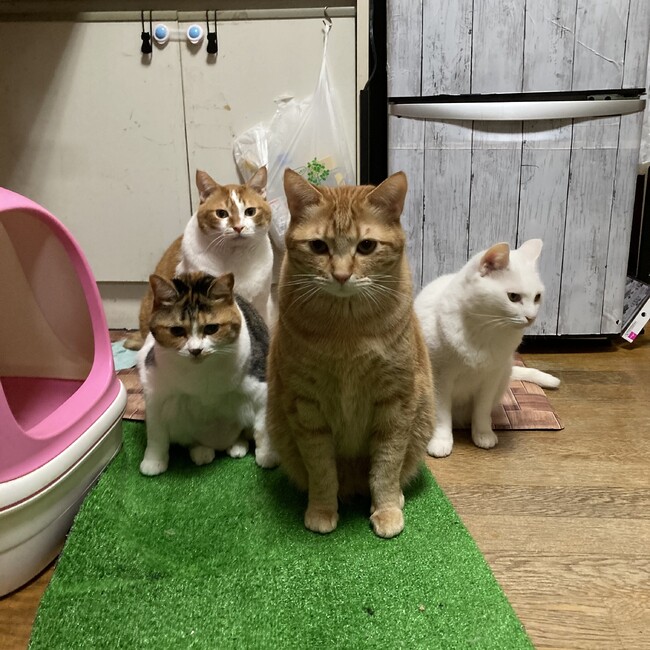 ゆーみ!のカバー写真