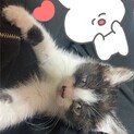 ハチワレ美人猫ちゃん