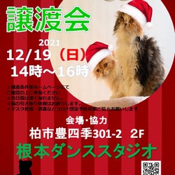 【柏市】12/19（日）根本ダンススタジオ保護猫譲渡会 サムネイル1