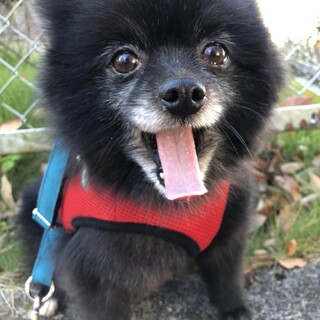 黒ポメラニアンの女の子 メティちゃん