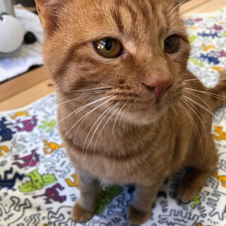 可愛い茶色兄弟。茶トラの春くん。