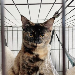 12/5西千葉ෆ⃛お寺っ子４兄妹ෆ⃛たらちゃん