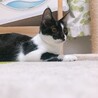 12/26ボニズハウスお見合い会参加参加♪ピオ サムネイル6