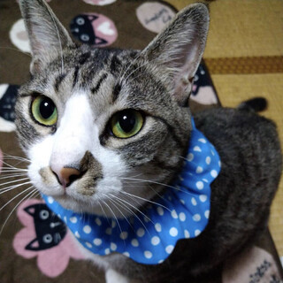 イケメンサバ白のロコくん♪