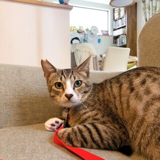 12/5西千葉ෆ⃛美形キジトラෆ⃛ココアくん