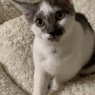 ハイジ　白グレー　メス　可愛い　元気いっぱい