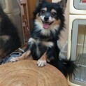 チワックス　3歳の男の子