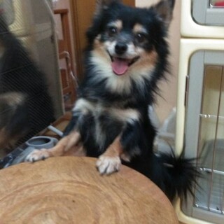 チワックス　3歳の男の子