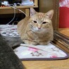 の写真