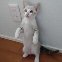 募集一旦停止中です