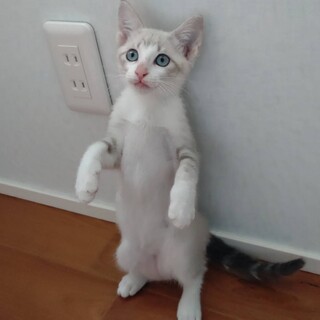 募集一旦停止中です