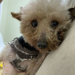 人が大好きなフワッキー