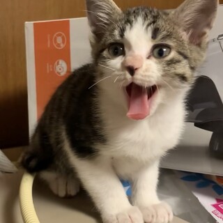 里親決定♡キジしろ猫のさっちゃん
